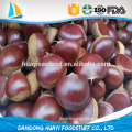 fresh chestnut with plumb body no insects no empty shell